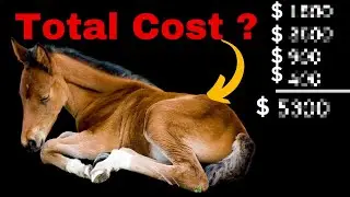 What's the REAL Cost of Breeding a Foal This Year?