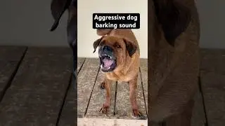 Aggressive dog barking sound || #shorts #viralshorts #trendingshorts