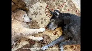 Happy Senior Great Dane & Golden Retriever Enjoy Nap Time Together