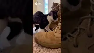 😂 Busted! Black & White Devon Rex (Zorro) Caught in the Act #Cats #DevonRex #FunnyPets