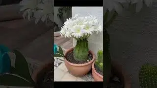 cactus 🌵🌵🌵🌵🌵😍 plantas m&aacute;s ex&oacute;ticas del mundo 🌍 suscribete ❤️