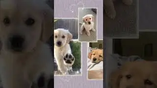 Agency for Petservice