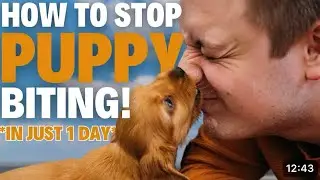 Reactive Dog Training: Stop Biting, Lunging & Overreaction