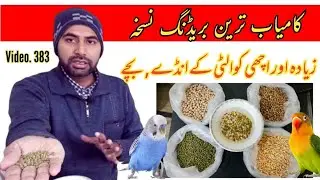 Successful Breeding Food for Australian Parrots, Love Birds & Finches in Urdu by |Arham|, Video. 368