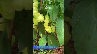 Time-Lapse | Sugar Rush Stripey Pepper (9-weeks)