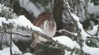 Pygmy Owl Oslo