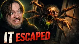 A Giant Spider Escaped in My Apartment&hellip; I&rsquo;m Being Hunted