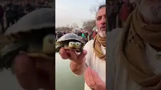 Two-Headed Turtle 😨 This Rare Mutation Shocked Everyone #animals #RareAnimals#Unbelievable