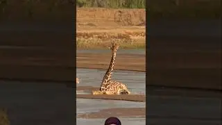 Lion Attack injured Giraffe 😱 #safari #wildlife #shortsfeed #viralvideo