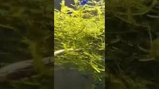 Blue Shrimp on Java Moss - Fish ID