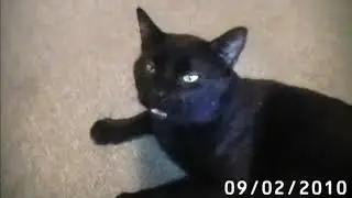 (MEGA LANGUAGE WARNING ⚠️) RandomCartoons | Sylvester Swearing | Made by: Talking Kitty Cat