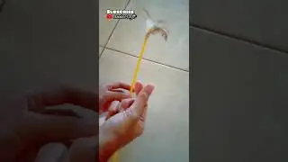 mainan untuk kucing