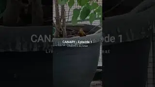 Canari mâle en plein chant : un vrai régal pour les oreilles