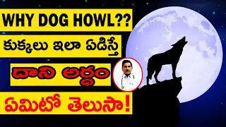 How to Stop Dog Howling 🐶 | What happens When Dog cries | Dog crying in night (Howling) Telugu