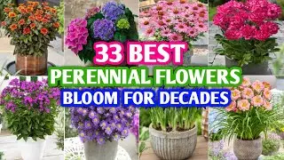 33 Perennial Flowers that Bloom For Decades | Long Flower Bloom Perennial | Plant and Planting