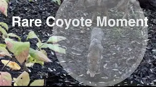 Rare Wild Coyotes Drinking Together in Forest  Hidden Nature Encounter