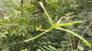 God will make a way very beautiful background of forest