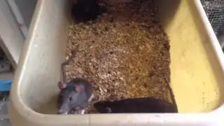 Rat Room Tour