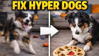 Unlock 3 Brain Games That Calm High Energy Dogs in Just 15 Minutes