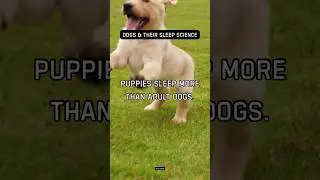 Puppies sleep more than adult dogs. Growth uses massive energy.