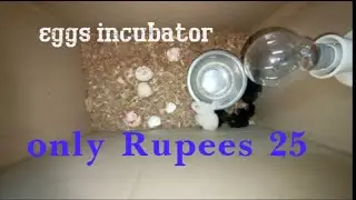How to make eggs incubator at home || with cardboard ||with out using temperature controller ||