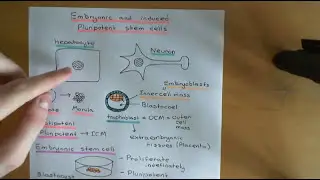 Embryonic and Induced Pluripotent Stem Cells Part 2