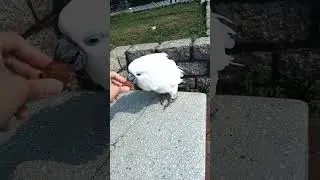 Blue eyed cockatoo reacts to a pine cone