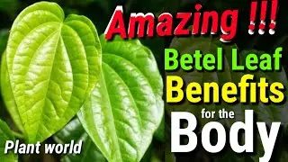 🔴 betel leaf benefits for the body &brvbar;| Flant World