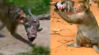 Regarding the social status of monkeys