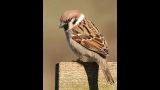 Colour Pencil  Sparrow Tutorial