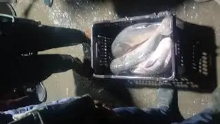 #fishing #seafood #fish #food #fishfood #viral #viralvideo #reels #video #tiktok #instagram 