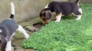 Beagle sale|beagle puppies for sale|beagle sale kerala|beagle|beagle puppies|cheapest price beagle|