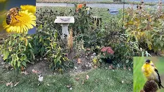 Preparing the Pollinator Bed for Winter ❄️ 🐝