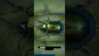 Chrome colored beautiful Beatle - Chrysina limbata #shorts