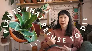 5 Must-Have Plants that Refuse to Die | Easiest Plants For Beginners!