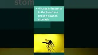 Why Mosquito Bites Won't Spread STDs | Quick Science Explained!