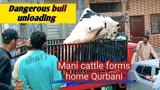 Dangerous bull unloading - mani cattle forms home Qurbani - Sharjeel vlogs