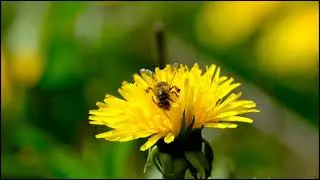 Honey bee sitting on flower | No copyright video | CFV Copyright free video