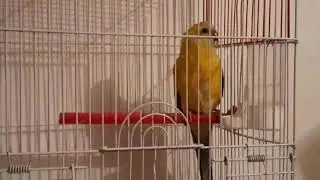 🐦🐦براكيت مغرد عصفور زينة 🦜💥