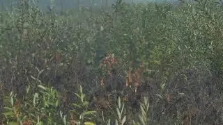 Officials conduct prescribed burn at Chequamegon-Nicolet National Forest
