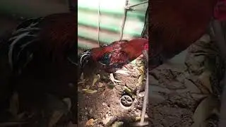 #RoosterFight #Gamefowl #Cockfighting #FightingRooster #FarmLife #EpicFight #RoosterChampion #Shorts