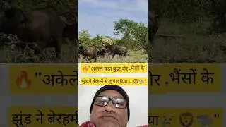Old Male Lion Trapped & Trampled by Buffalo Herd in Brutal Wildlife Battle 😢🦁🐃