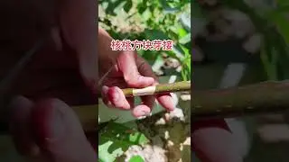 Gardening And Grafting   Tree Crafting From Cutting Branch #TheFlower #Part  30