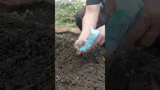 cara pemupukan pohon durian masa pertumbuhan#fyp