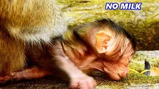 WHY NO MILK?? A newborn baby was feeling deeply sad and hungry // Where is my milk, milk...?