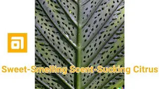 Worldbuilding a Fantasy Citrus-Smelling Plant and its Carnivorous Cousins | Spec-Evo