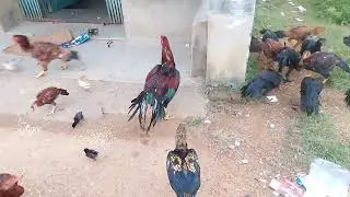 Top quality parrot beak aseel murgi farming ।। টিয়া ঠেটের মুরগি ফার্ম #aseelmurgalover 