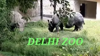 Delhi Zoo all animals video I a full tour of Delhi Zoo I दिल्ली का चिड़ियाघर I Delhi Zoo I