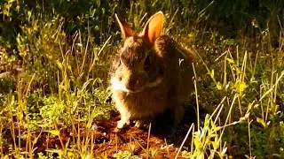 baby bun Turnip munches in the sun