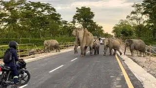 Elephants Crossing the Road: A Majestic Encounter || #elephant #wildlife #animals #assam #newroads 